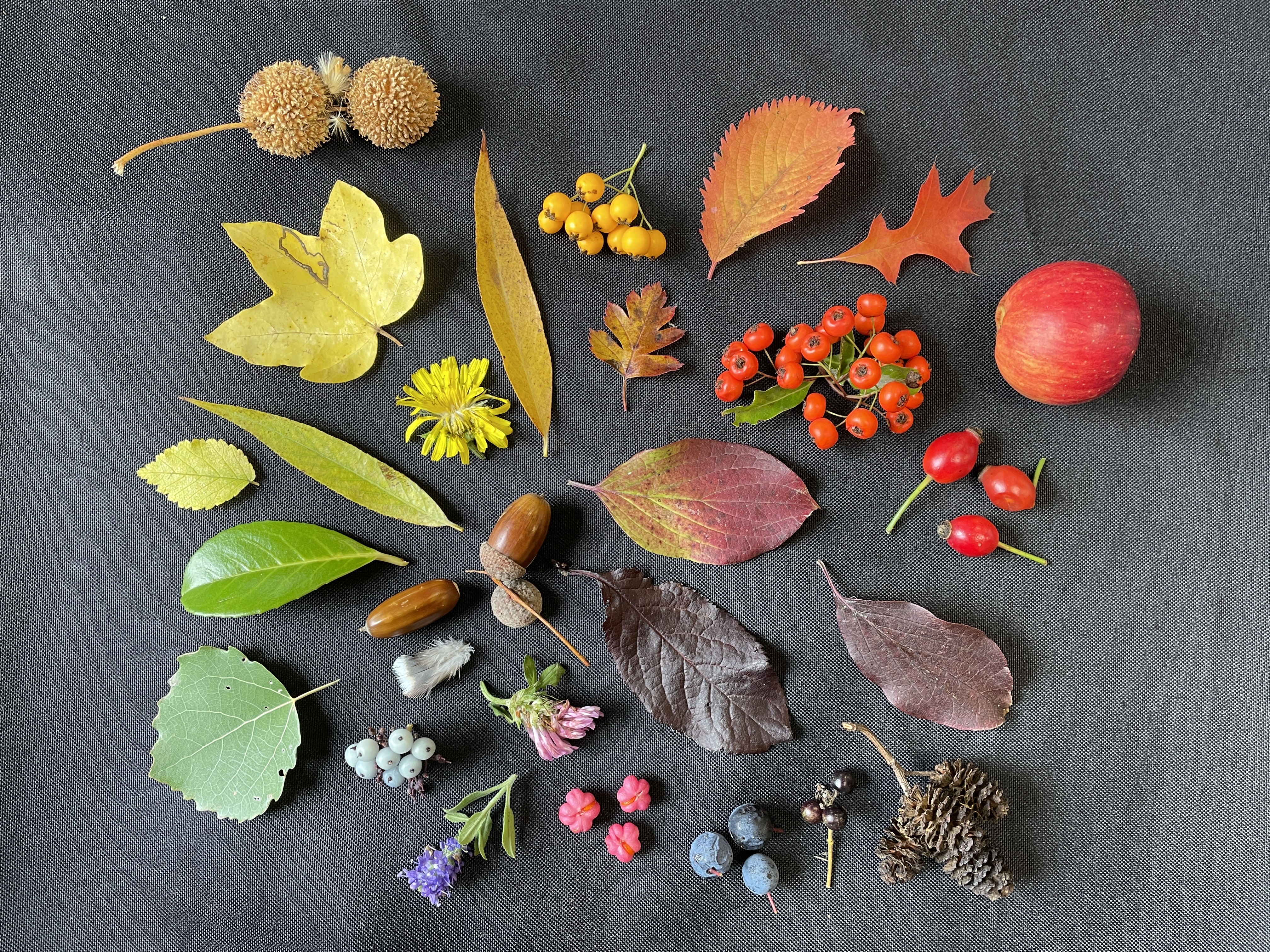 Flat lay of Autumnal leaves and berries