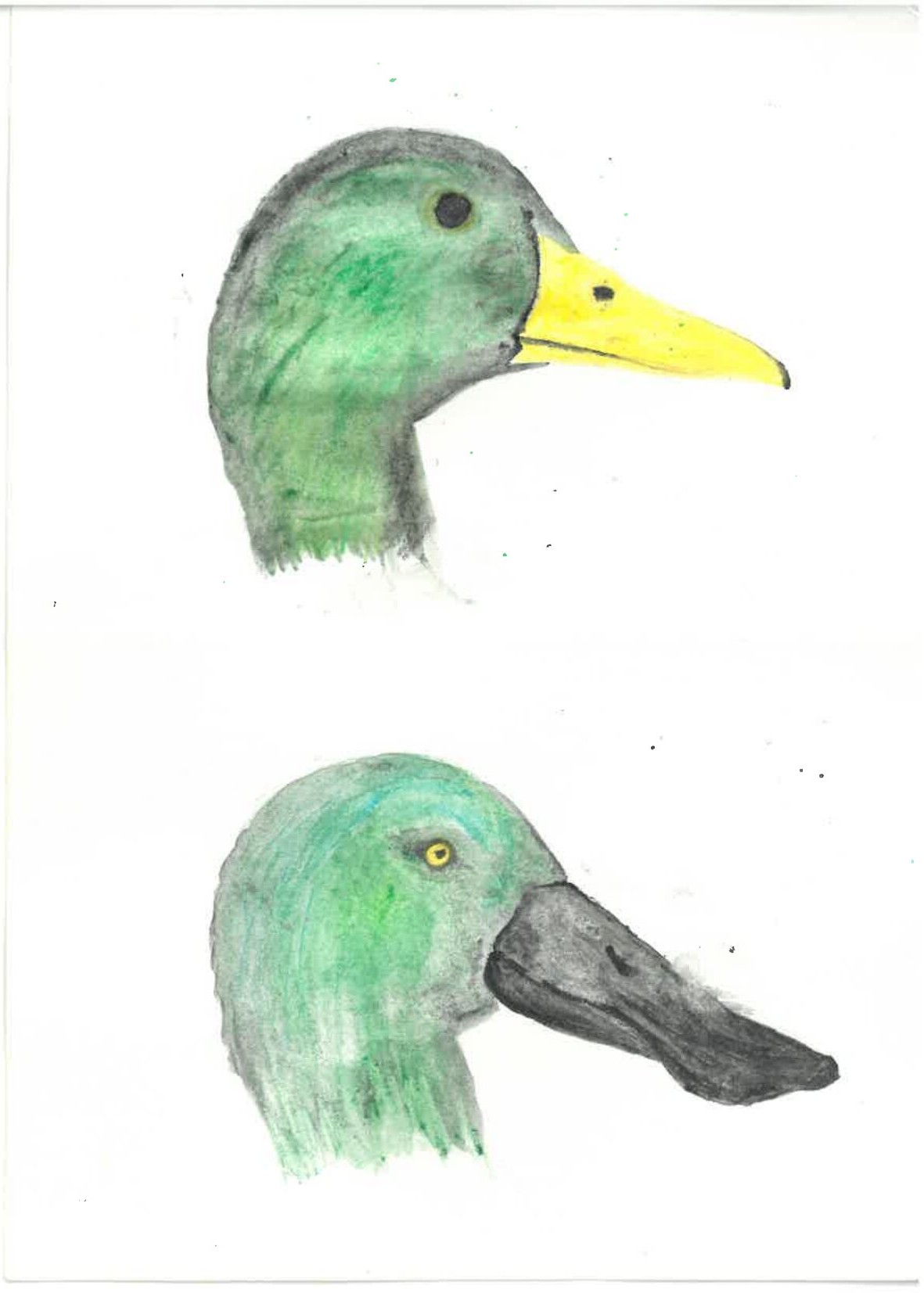 Mallard Duck (top) and Shoveler Duck (below)