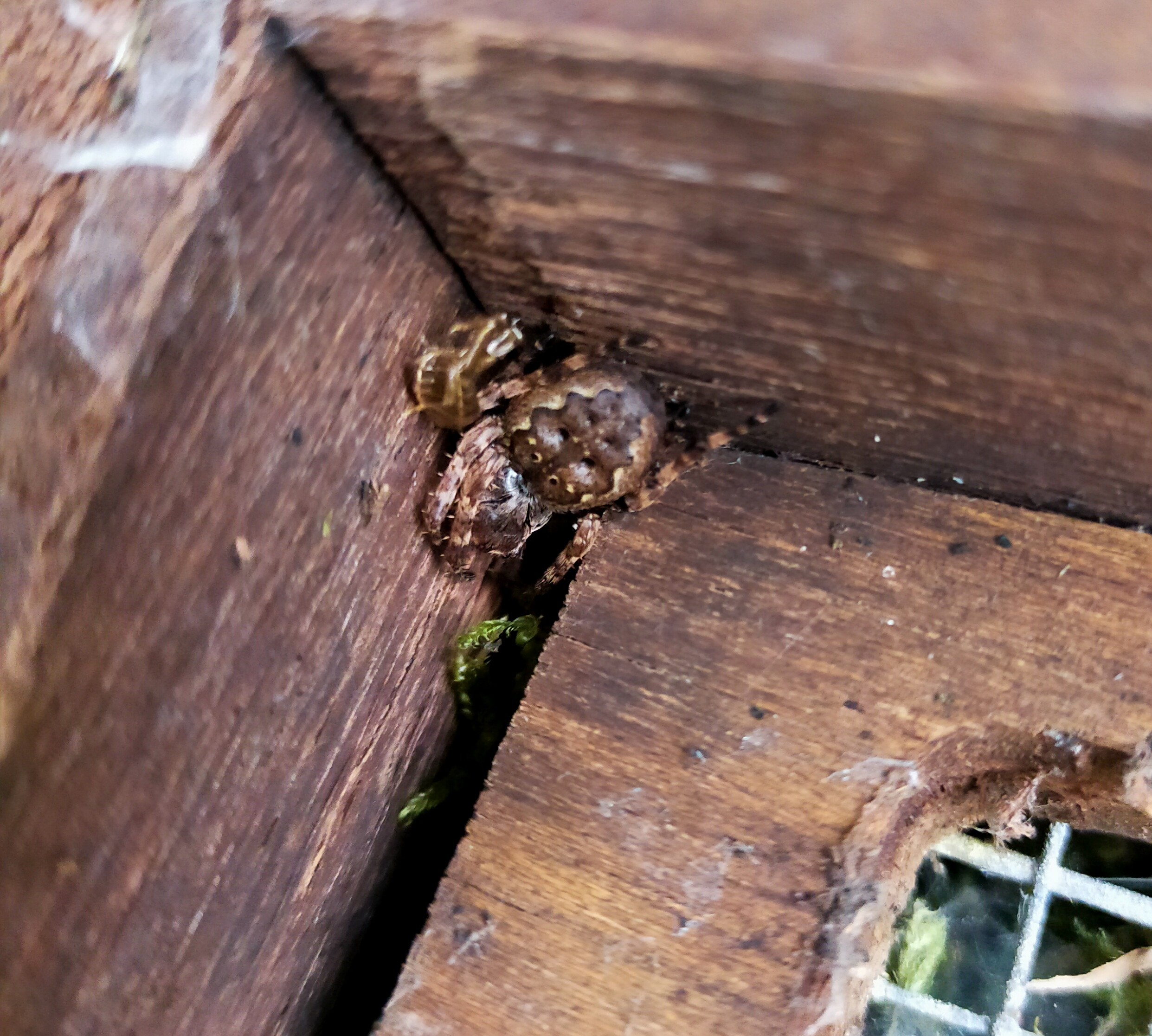 A picture of a Walnut Orb-Weaver in a Dormouse box