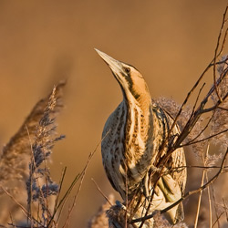 Bittern
