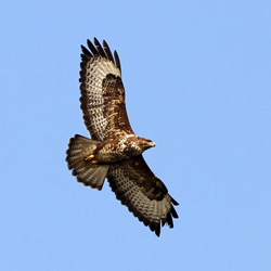 Common Buzzard
