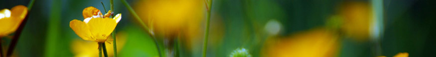 Meadow Buttercups